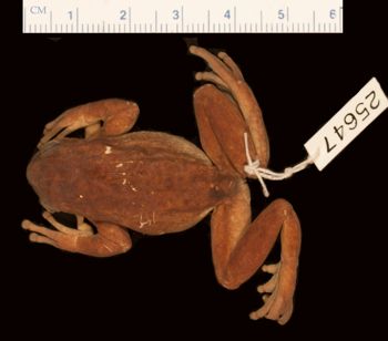 Media type: image;   Herpetology A-25647